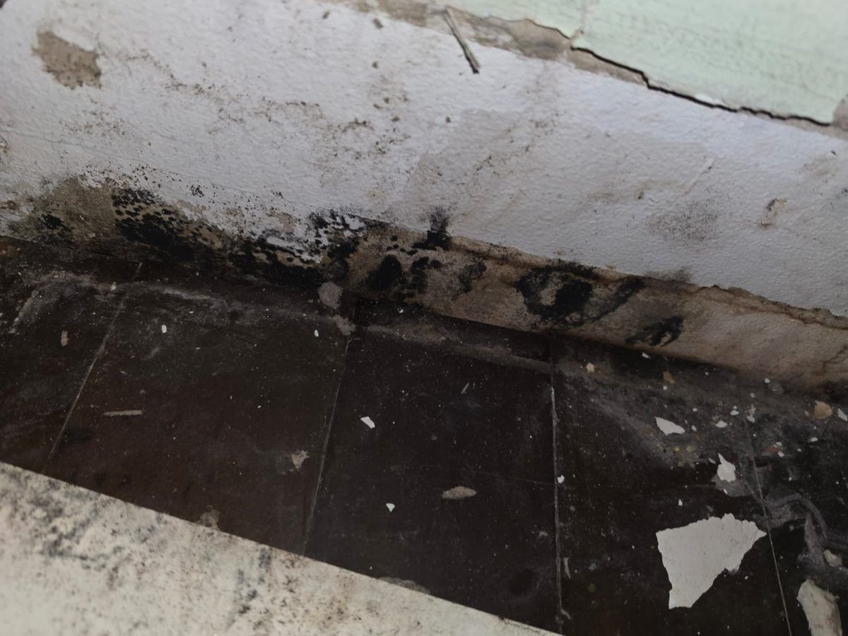 Dark spotting along the base of a wall after the baseboard was removed.