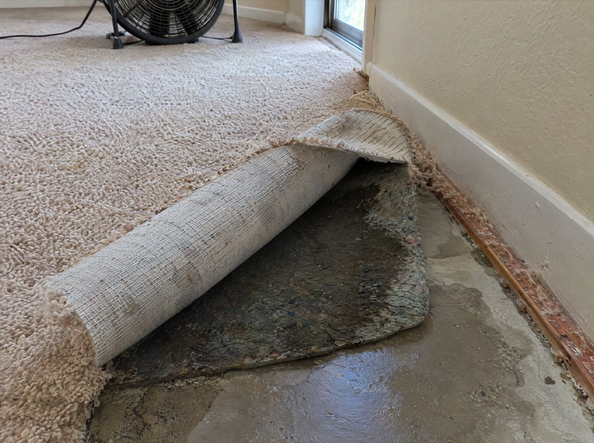 Carpet pulled back from a wall, showing a wet pad underneath, with a fan in the background.